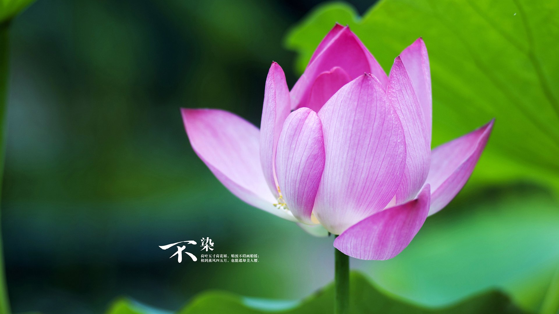 钢铁防线与战术棋局，范戴克如何成为多特蒙德全面压制巴拉圭的终极密钥？