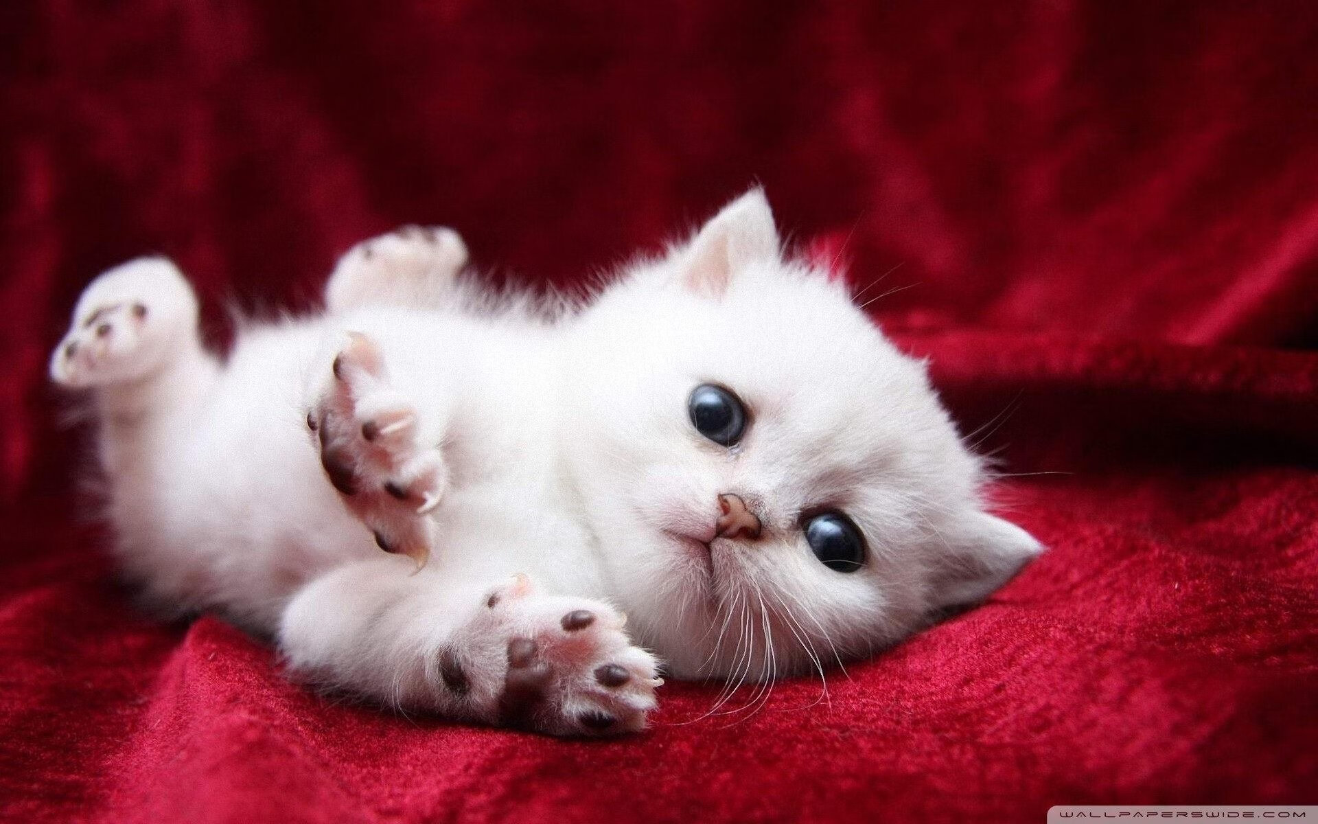 完美国度下的北欧巨神，哈兰德在爱尔兰的统治之夜