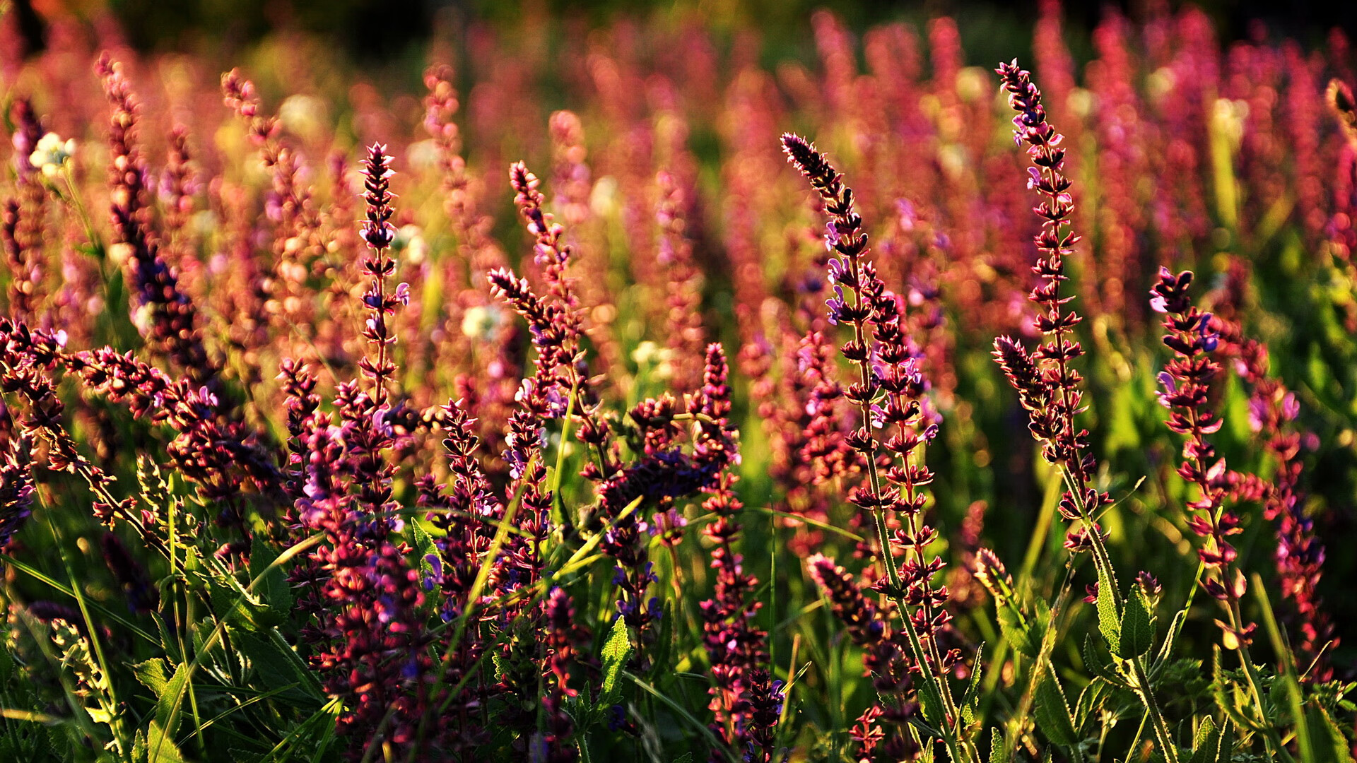 轰鸣与棋局，当F1战术与贝林厄姆的防守术相遇
