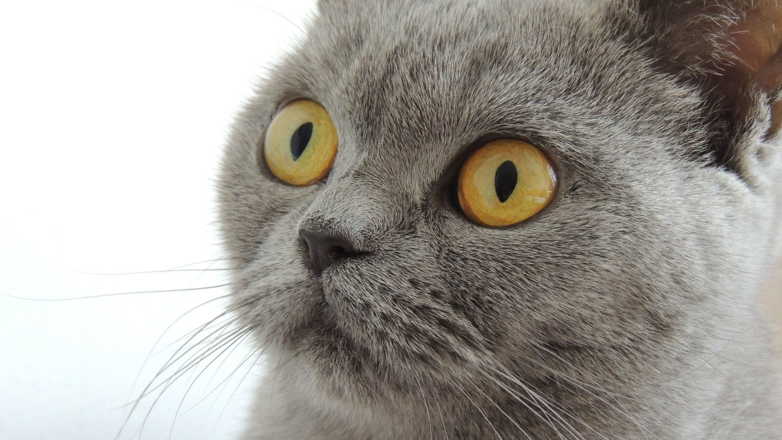 双线交织，AC米兰铁蹄踏碎伊斯坦布尔之夜，卢卡库2026铁塔之影已笼罩世界之巅