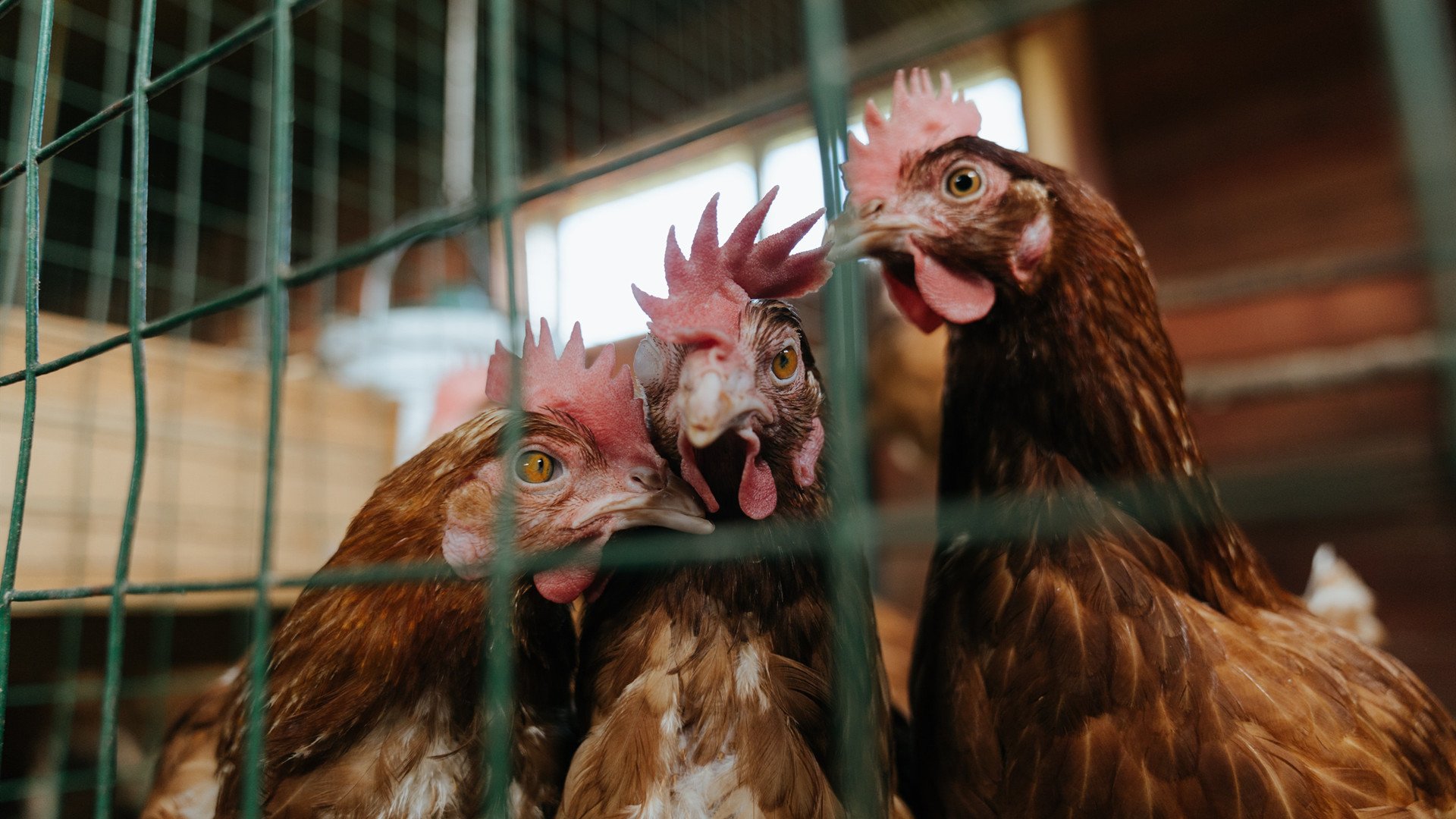 乔治狂飙！深圳全程压制轻取广州，稳居积分榜前列