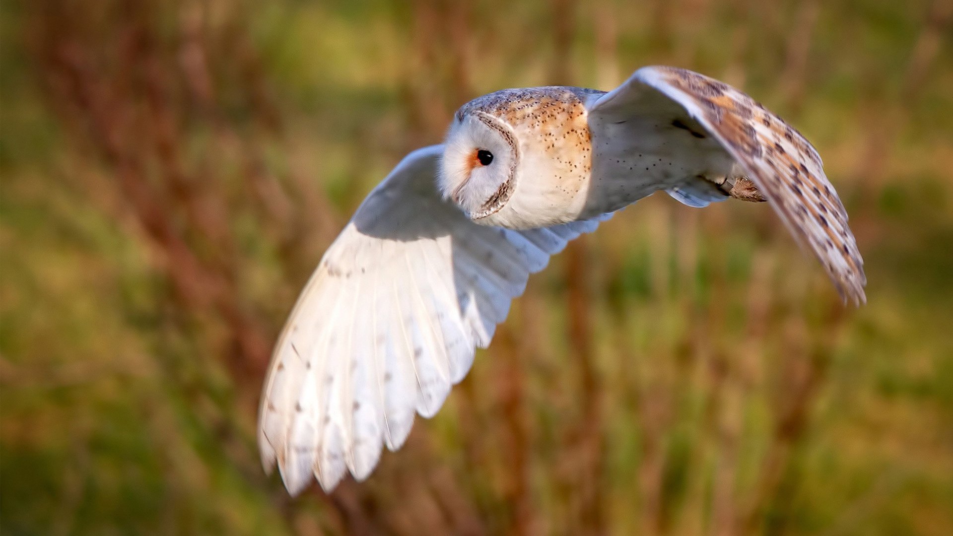 战吼撕裂苍穹，新西兰生死战碾压安哥拉，西决级对抗叩响争冠之门