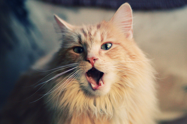 爱德华兹满分狂飙诠释天赋上限，太阳铁幕防守重塑西部格局