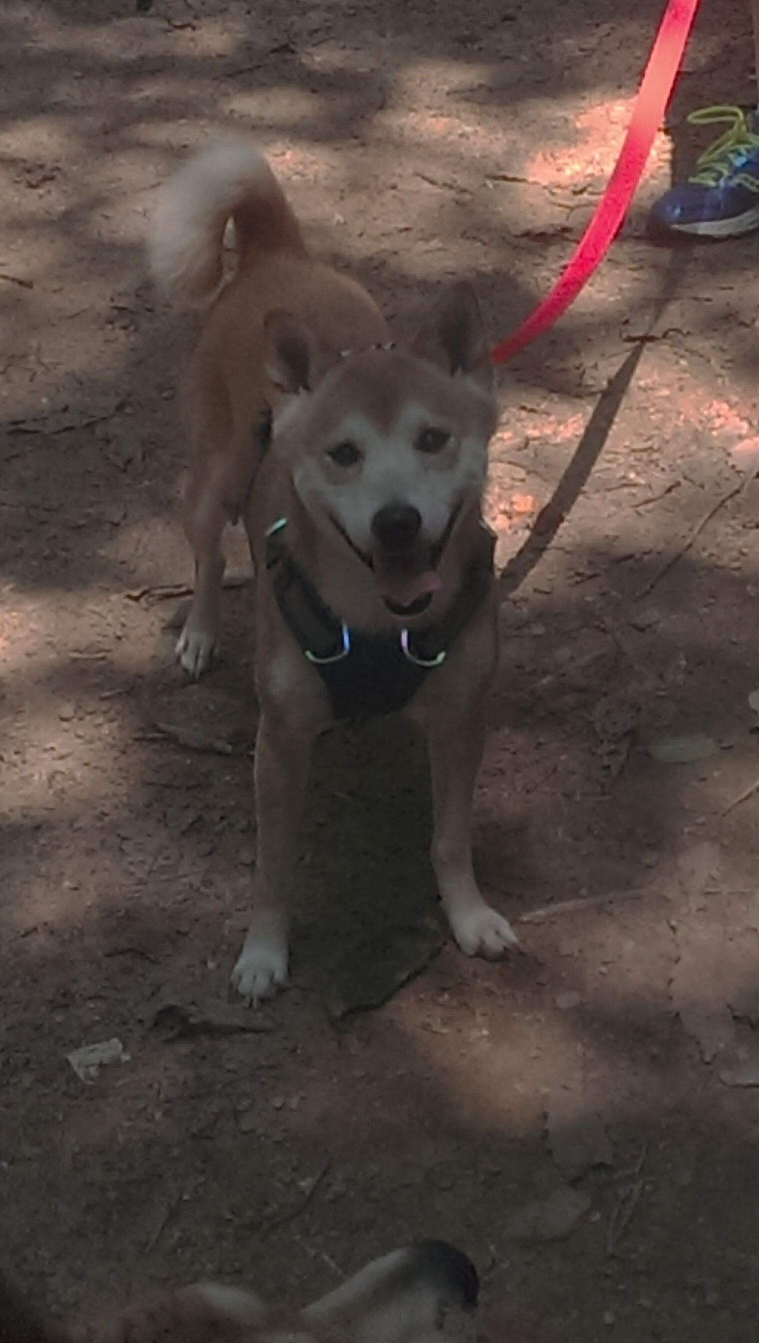 小个子,大心脏,马克西率骑士队击破吉林