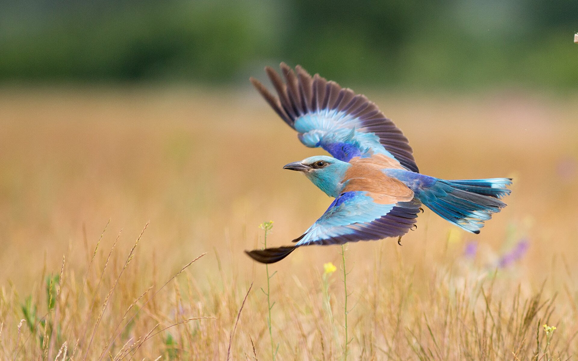 德罗赞关键先生发威，太阳横扫凯尔特人晋级
