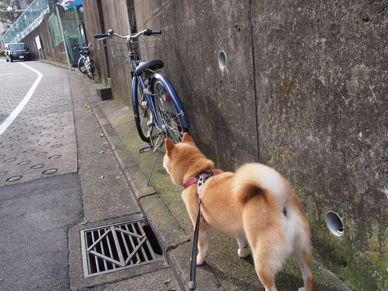 篮球世界的双城记，浙江强行终结魔术，哈登一剑封喉