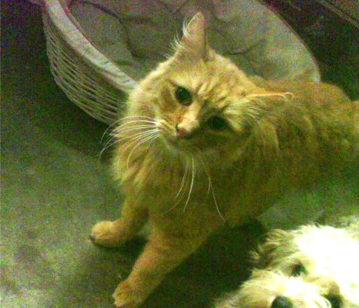 冰与火的对决,当范弗利特三分火雨,遭遇国王冰封时刻的致命一枪